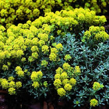 Aurinia saxatilis-Perennial Alyssum, Basket of Gold