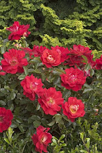 Rosa Caramba-Groundcover Rose