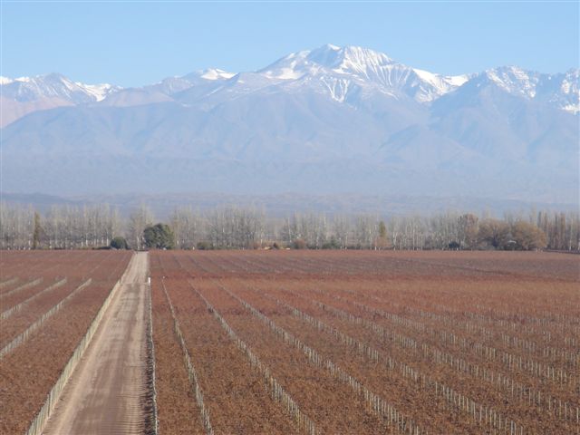 [Catena+-+vinhedos+e+cordilh.JPG]