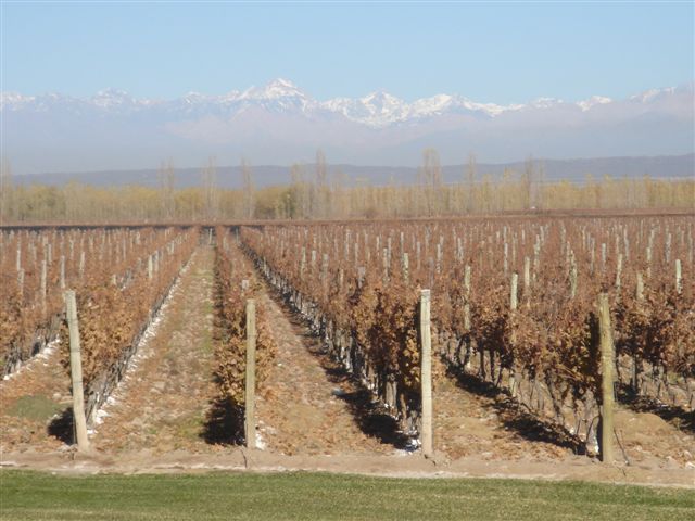 [Catena+Zapatta+-+vinhedos.JPG]