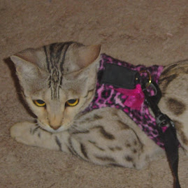 Ivy in her cat jacket