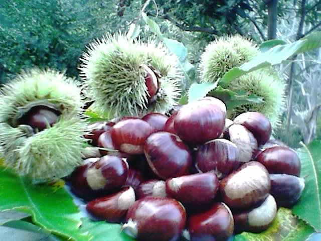 i like castagne