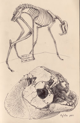 Chevrotain porte-musc, Moschus moschiferus & tête de poisson osseux inconnu