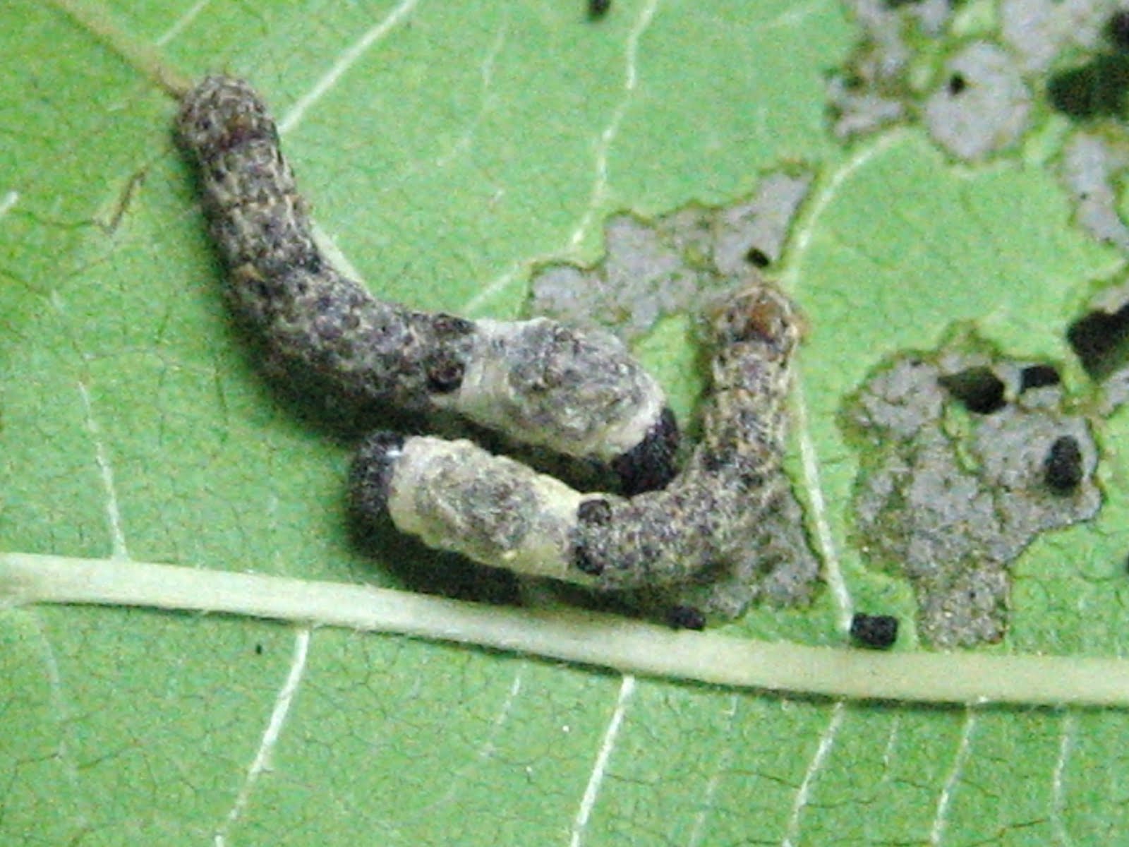 Bombyx mandarina Híbridos de Bombyx mandarina X Bombyx mori (Bombyx
