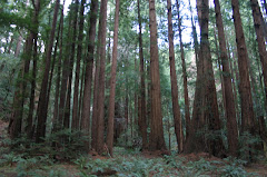 Giant Californian Redwoods