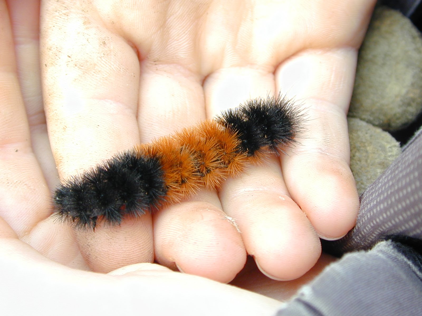 How To Take Care Of A Woolly Caterpillar at Frances Kemp blog