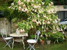 angels trumpet