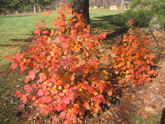Great Native Shrubs Fothergilla Mt Airy And Blue Shadow