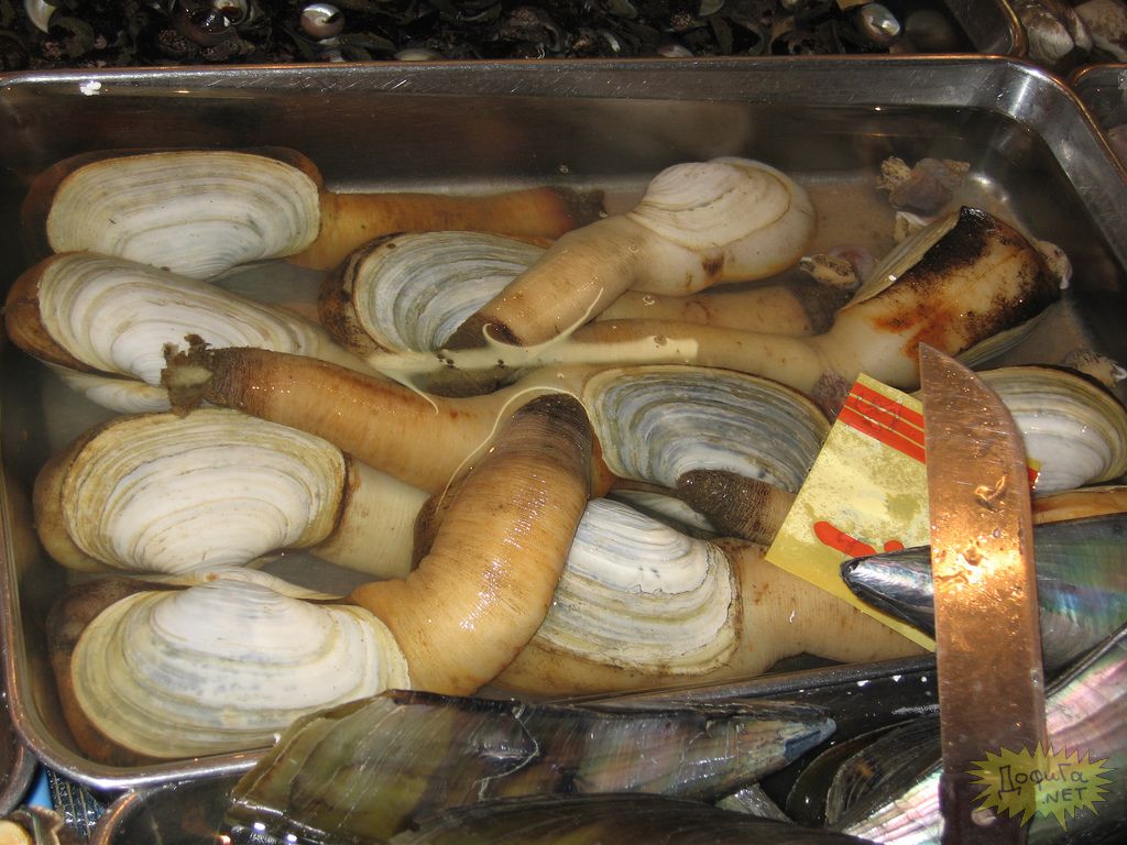 Гуидак моллюск цена в москве