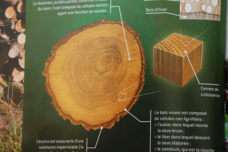 La joie d'apprendre! L'étude des plantes et des arbres