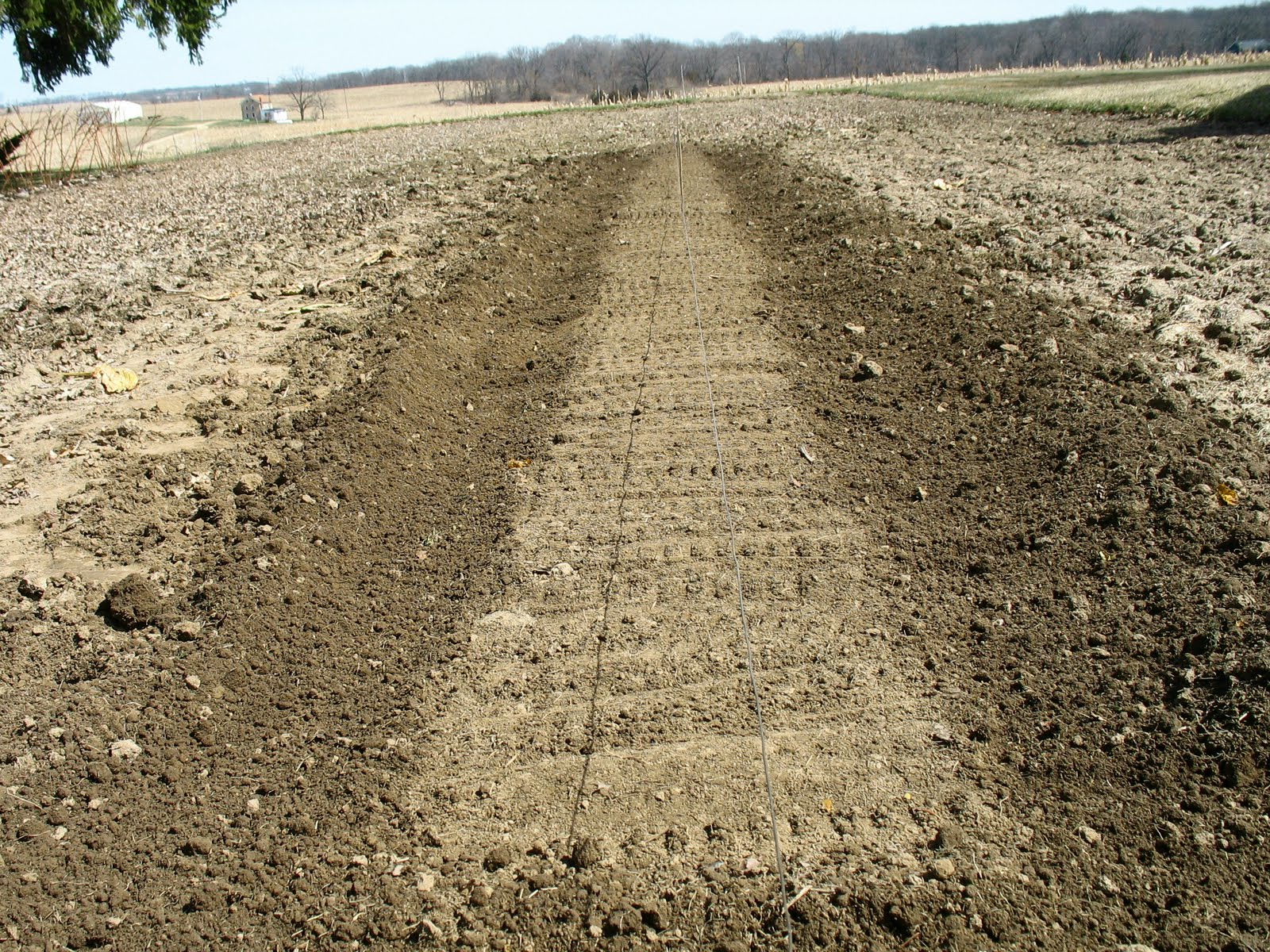 Larrys weed free vegetable garden Planting beets and carrots