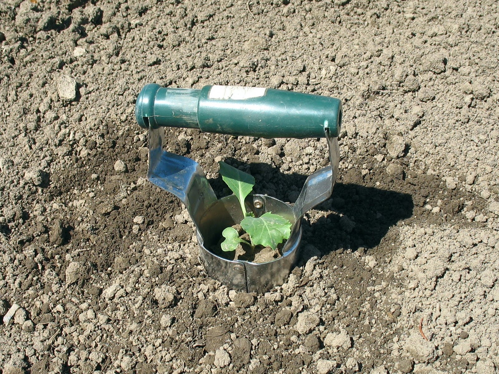 Larrys weed free vegetable garden Bulb Planter