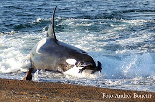 Temporada de Orcas en Punta Norte Península Valdés