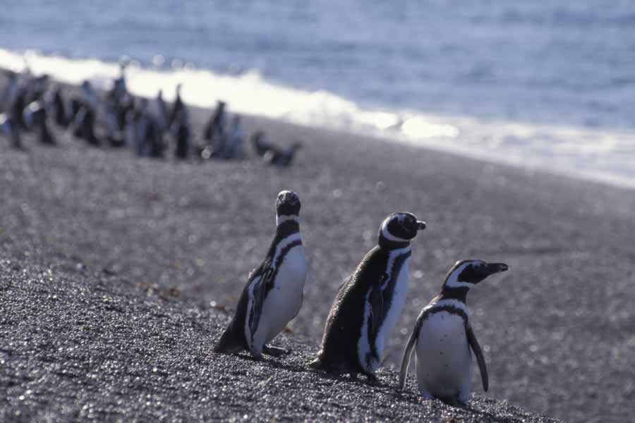 Pingüinos en Península Valdés Estancia San Lorenzo, mas cerca que Punta