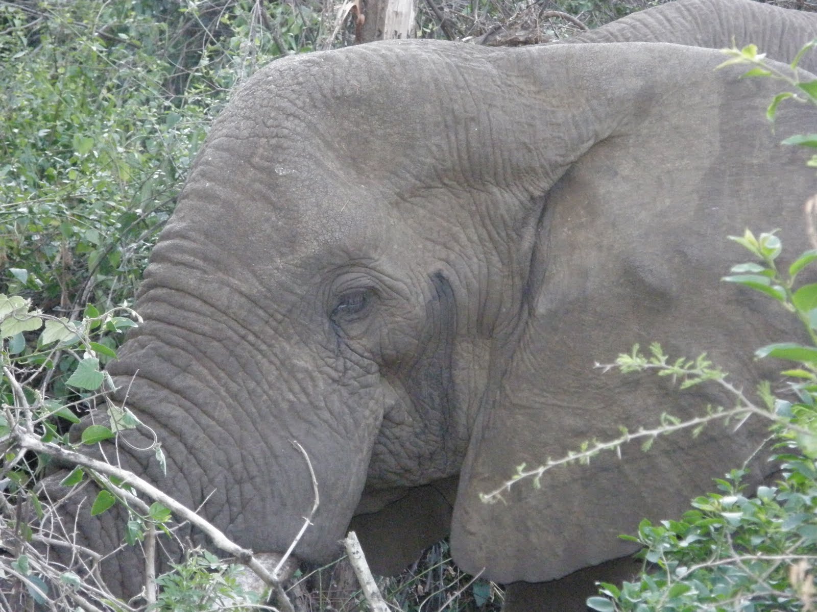 [Monzi+Cape+002.JPG]