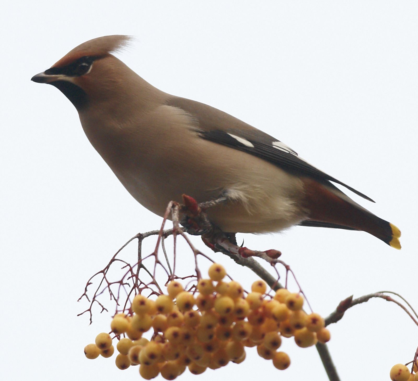Devon Bird News Buckfastleigh Waxwings