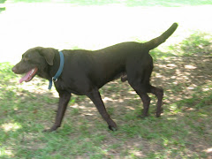 Jackson, our puppies' daddy