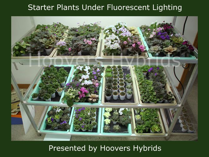 growing african violets under fluorescent lights