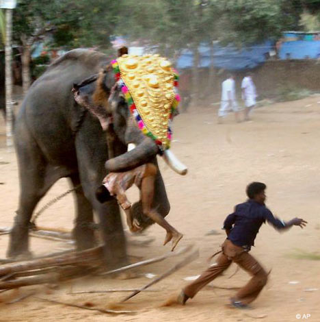 [elephant-killings.jpg]