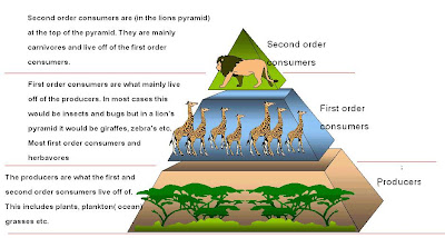 order pyramid consumers third second science level trophic producers year college lion african ecosystems discovering immanuel basically sorry clear very