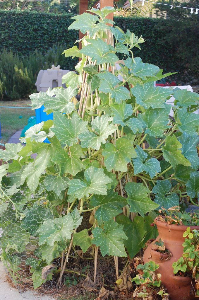 Rambling LA Trumpet Zucchini