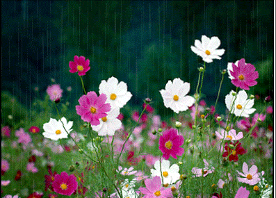 Image result for gif  animada de flor balançada pelo vento