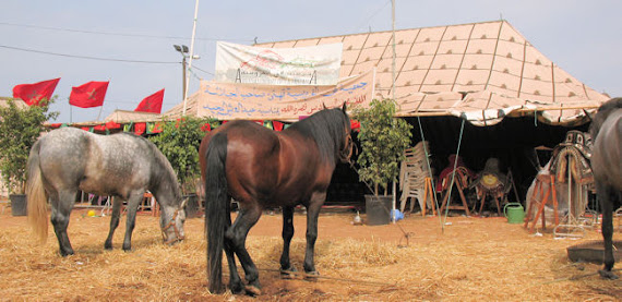 chevaux du Maroc