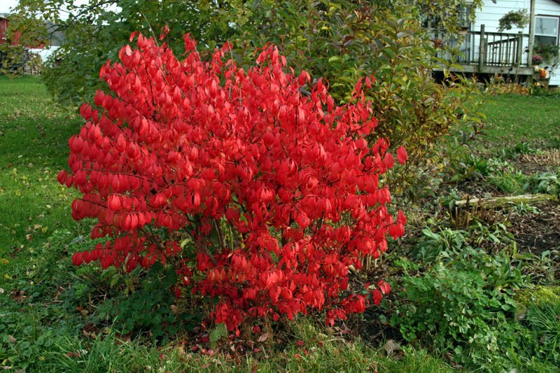 Why Is My Burning Bush Turning Red In The Summer