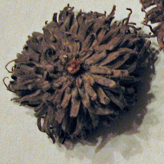 bur oak acorn nest