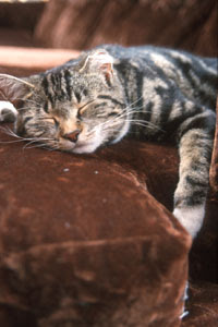 Articles & Pictures of Cats: Sleeping Cats