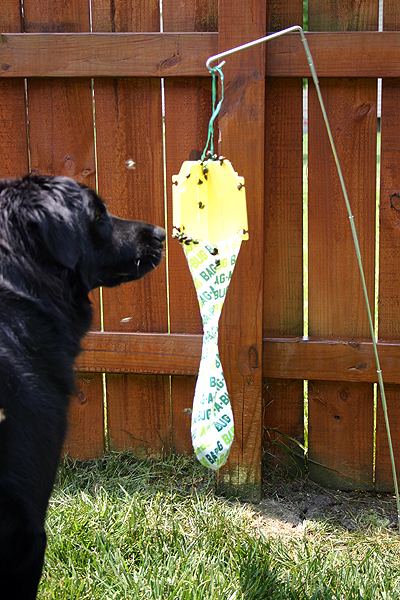 [dog_smelling_bug_bag.jpg]