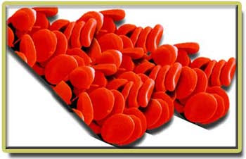 KAN VE KALP MUCİZESİ: KANIN KIRMIZI RENGİ: ALYUVARLAR