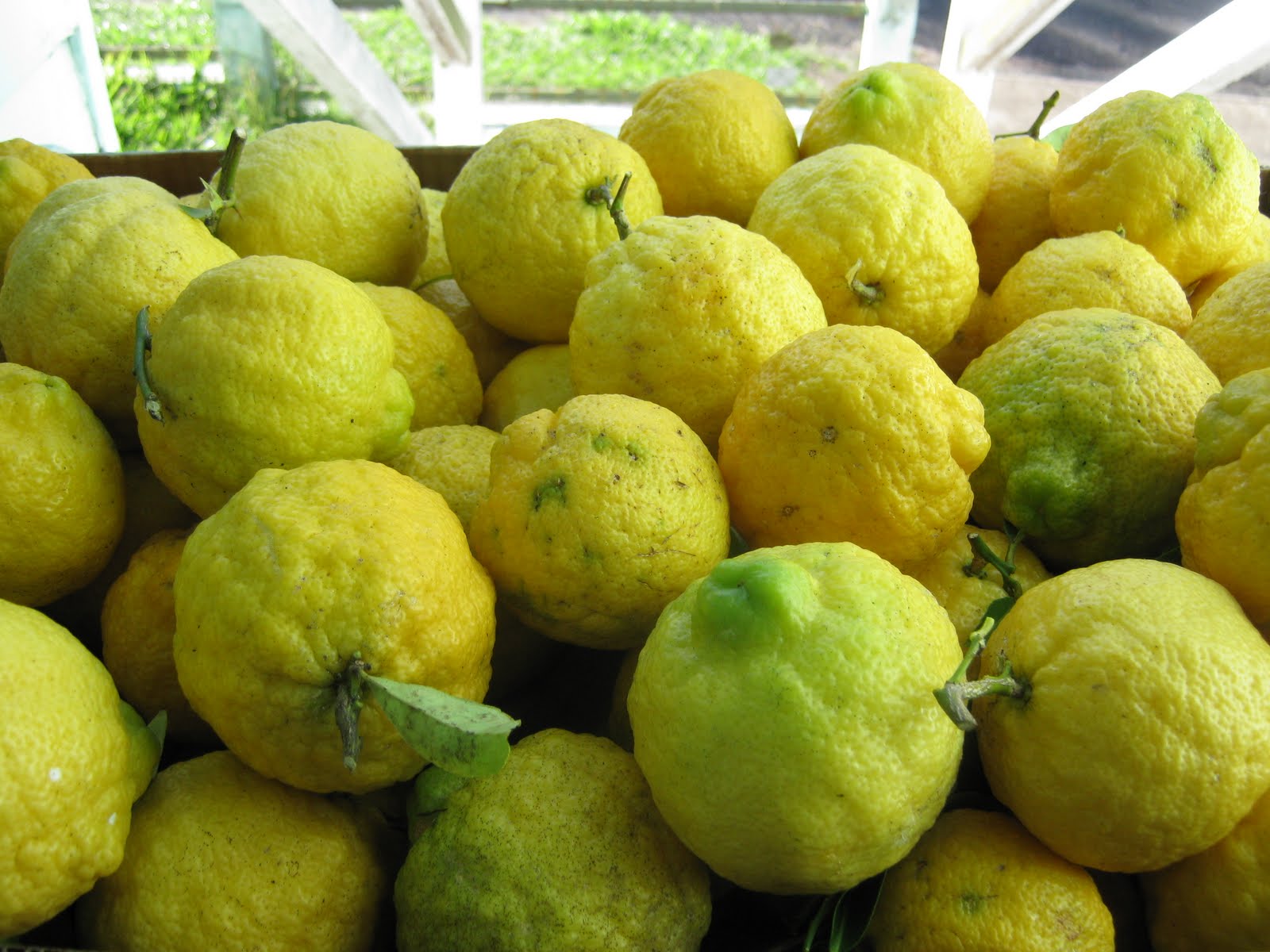 Citron Citroen