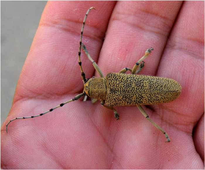 FOTO NATURA HUESCA 2 Saperda carcharias saperdacarcharias saperda del