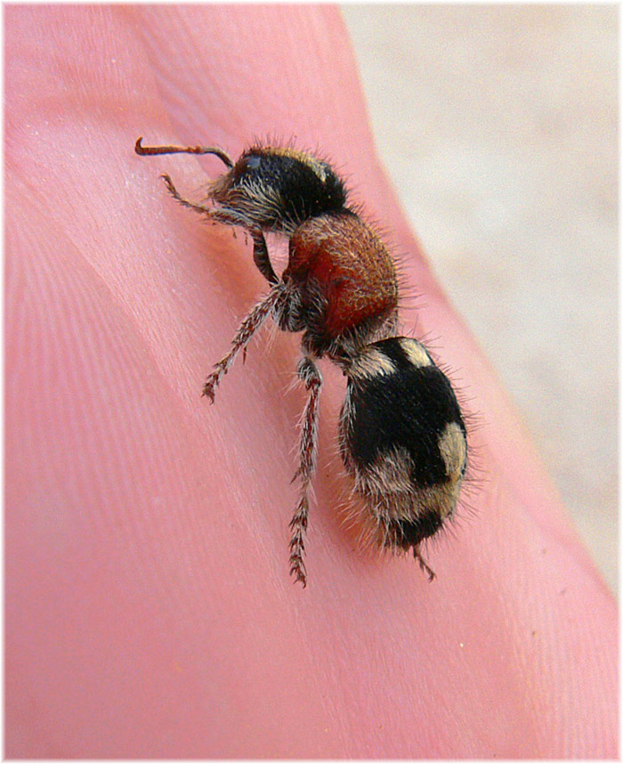 foto natura huesca 2 ronisia ghilianii spinola 1843 foto natura huesca 2 ronisia ghilianii spinola 1843