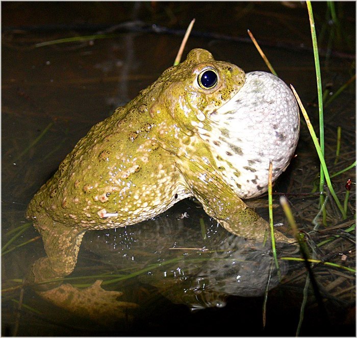 FOTO NATURA HUESCA 2: SAPO CANTANDO bufo calamita Laurenti, 1768 ...