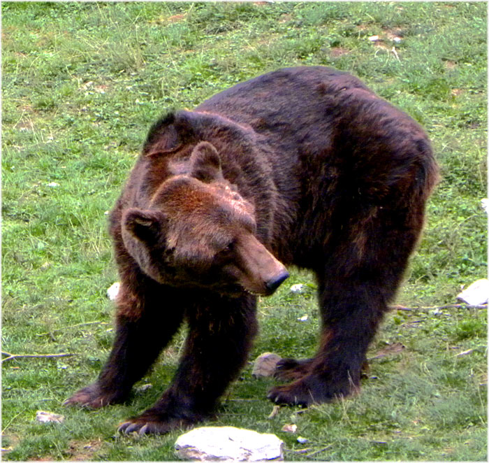 FOTO NATURA HUESCA 2: OSOS PARDOS ursus arctos arctos Linnaeus, 1758 ...