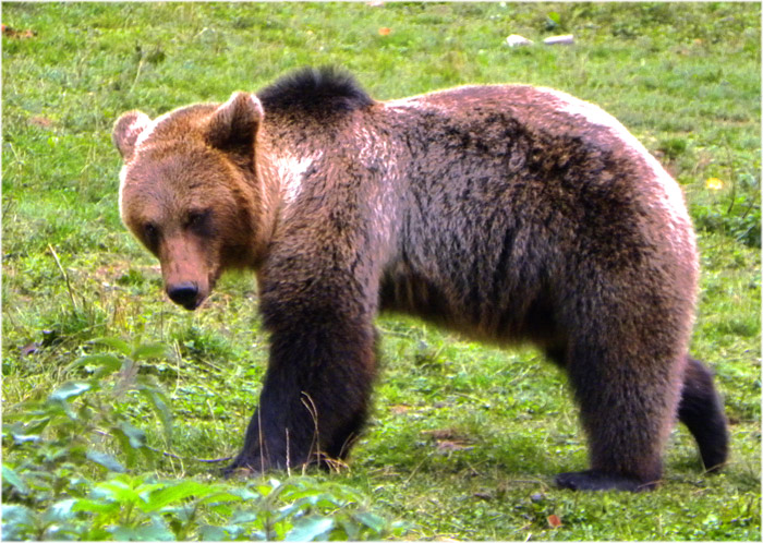 FOTO NATURA HUESCA 2: OSOS PARDOS ursus arctos arctos Linnaeus, 1758 ...