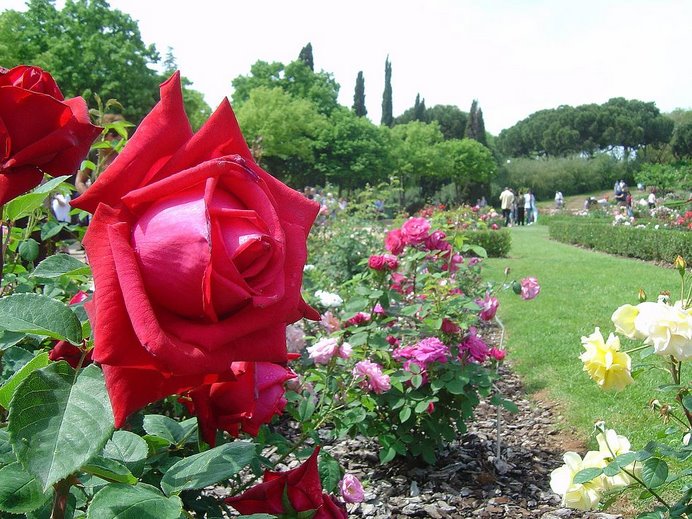 Par de rosas en parque (Barcelona)