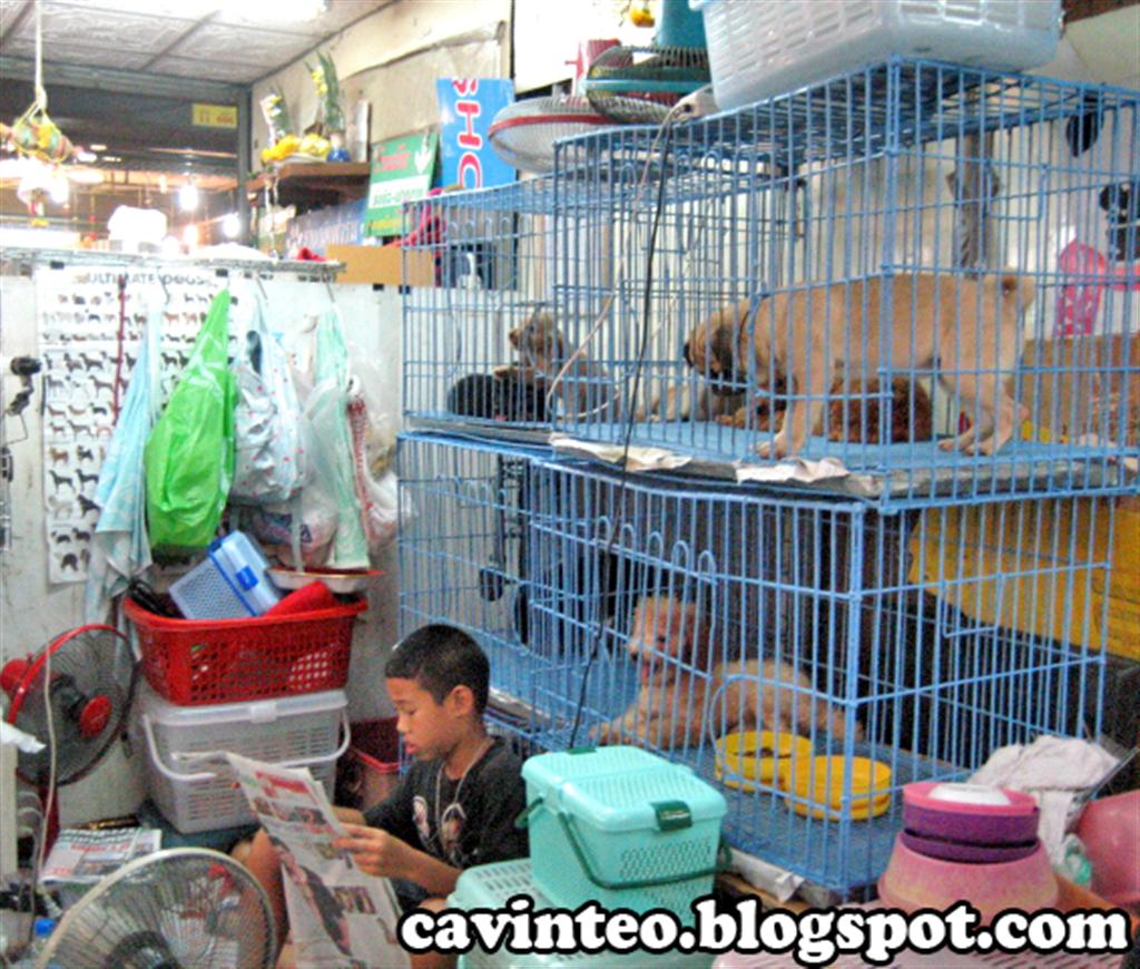 Entree Kibbles Pet Section Chatuchak Weekend Market