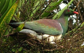 a story about NZ kereru at the Earthwise Valley house