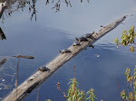 NORTHERN SUNBATHERS