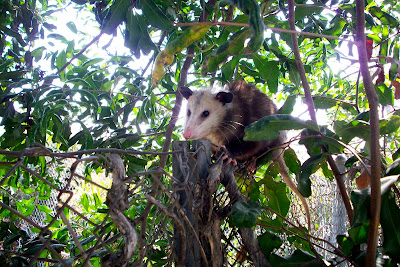 Leisure World Laguna Woods >> All City Animal Trapping: baby opossums baby possum possum with babies opossum with babies call ... Leisure World Laguna Woods >> All City Animal Trapping: baby opossums baby possum possum with babies opossum with babies call ...