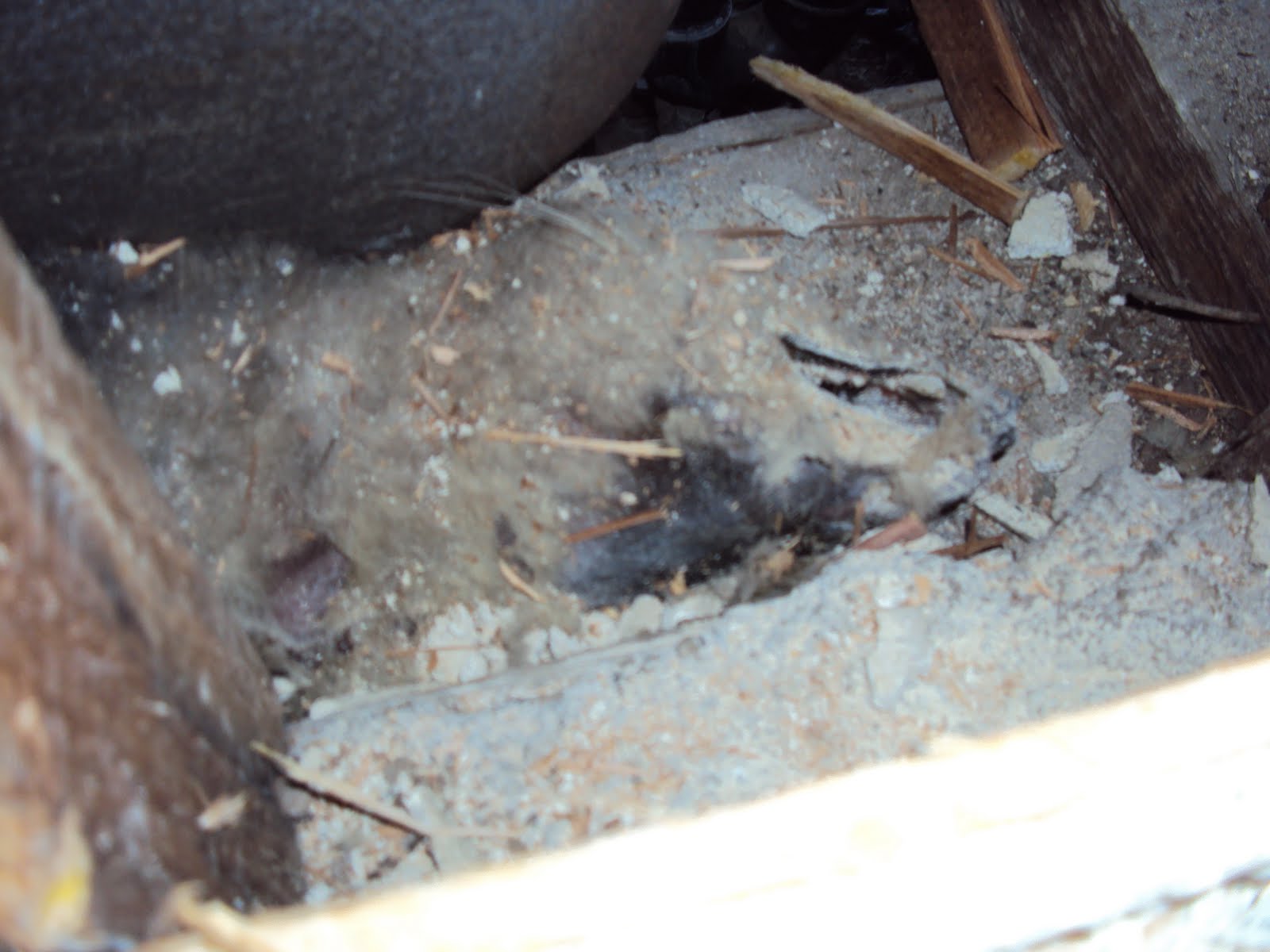 All City Animal Trapping Bad Smell In Your Attic or Crawl Space, you