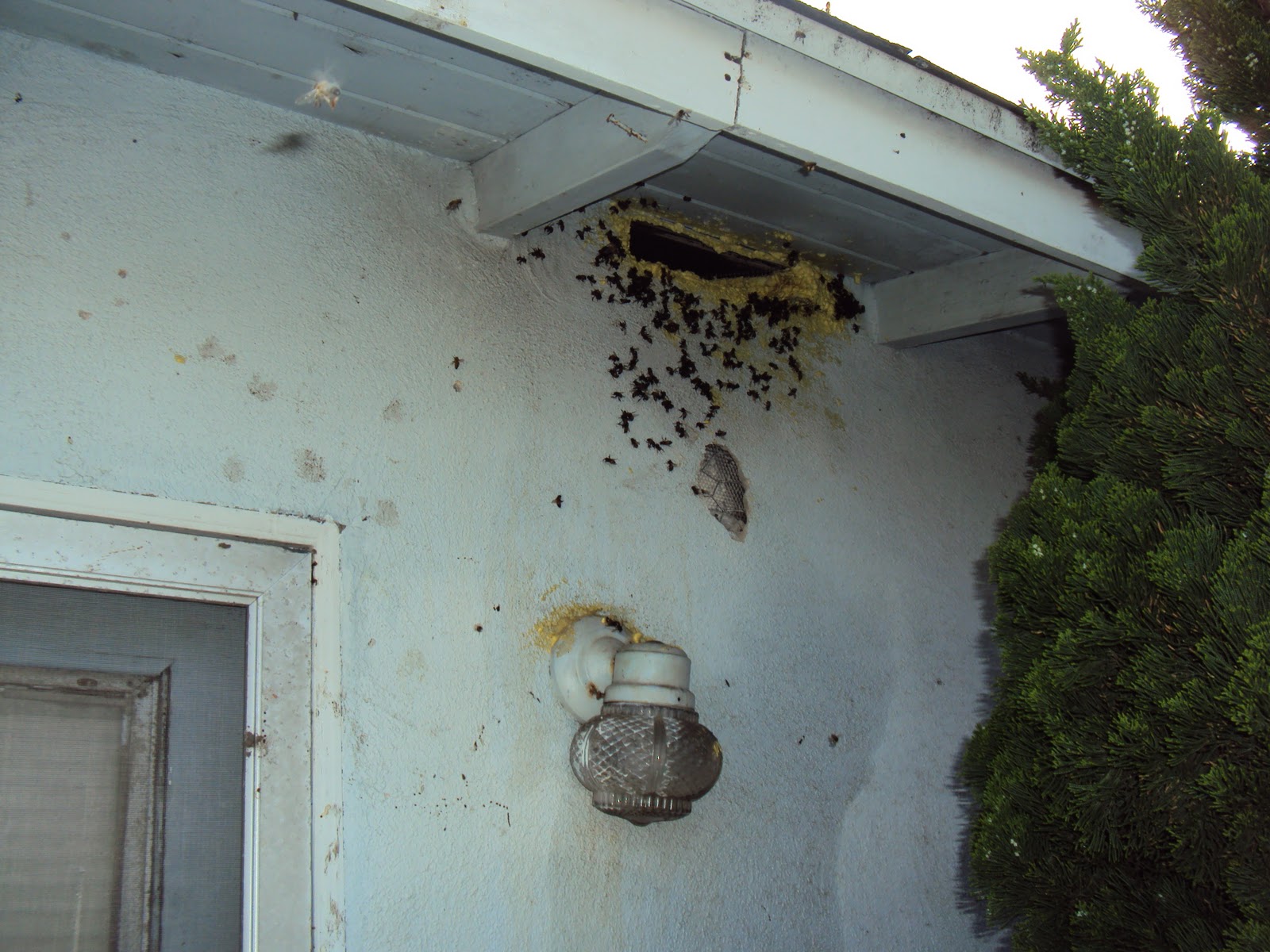 All City Animal Trapping BEE REMOVAL EXPERTS BEE CONTROL HIVE REMOVAL