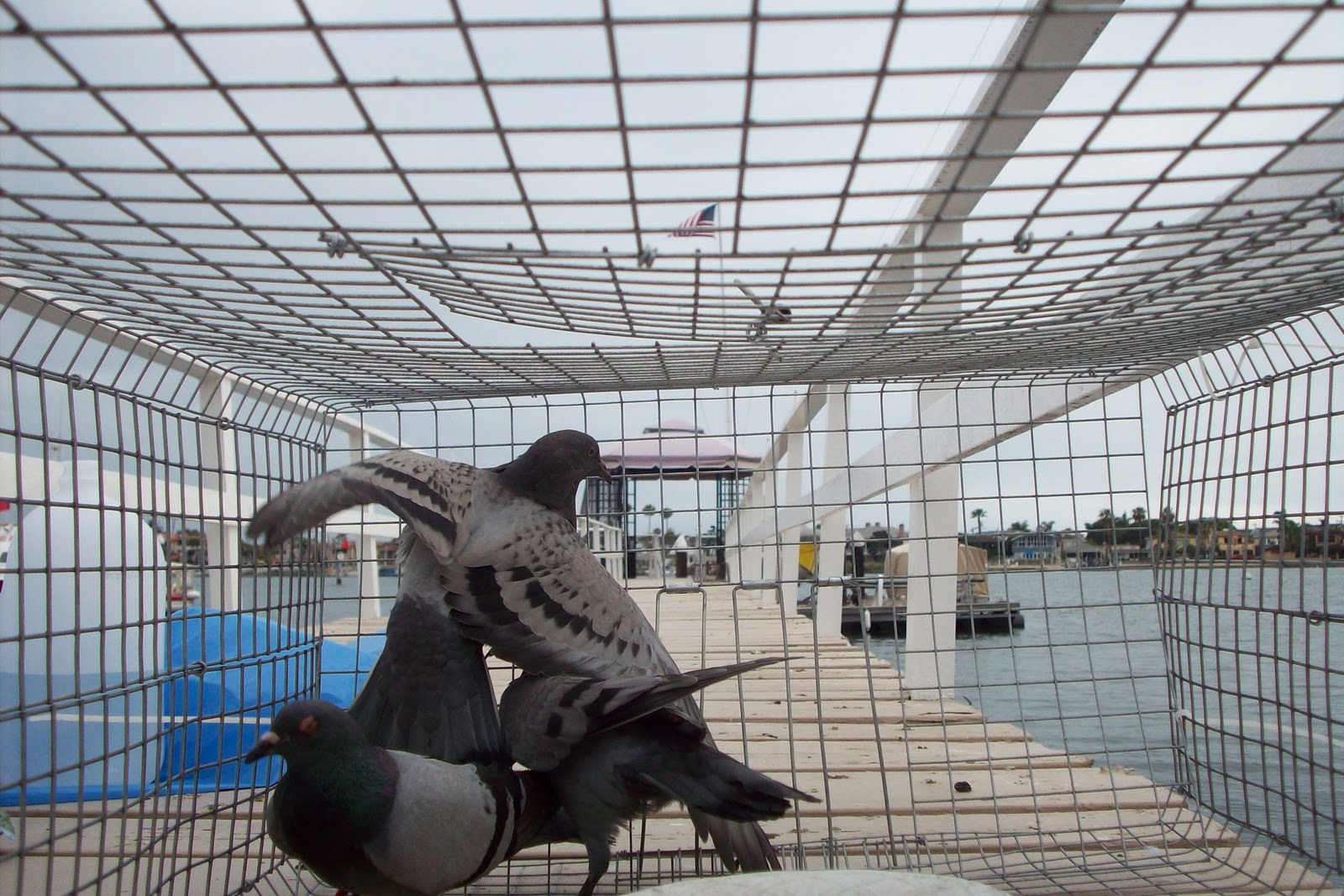 All City Animal Trapping Pigeon Control in Los Angeles, Riverside