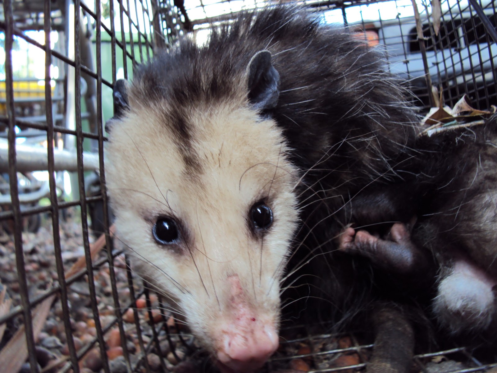 All About Animals OPOSSUM TRAPPING,OPOSSUM TRAPPING,OPOSSUM TRAPPING