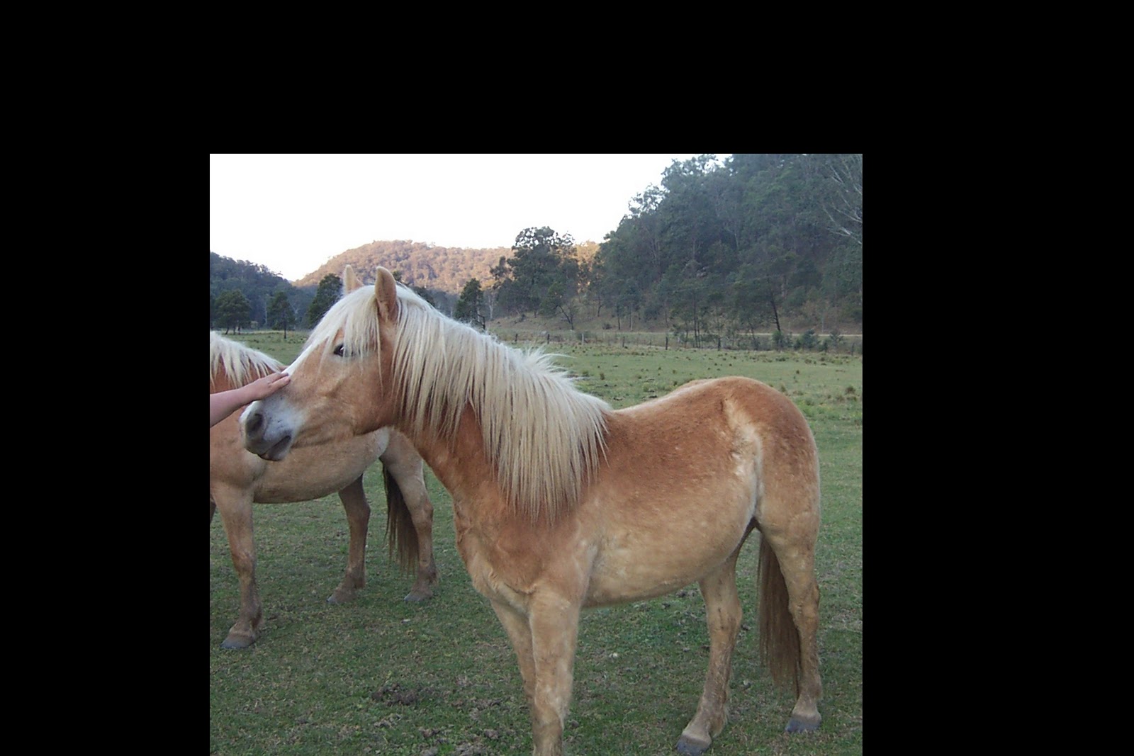 haflinger in not haflinger in not