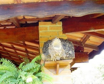 Abelha de Ouro: A abelha Boca-de-sapo (Partamona Helleri)