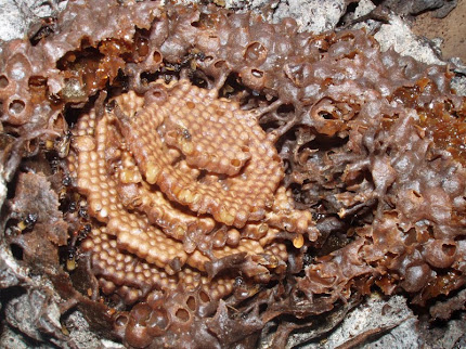 Abelha de Ouro: A abelha Boca-de-sapo (Partamona Helleri)
